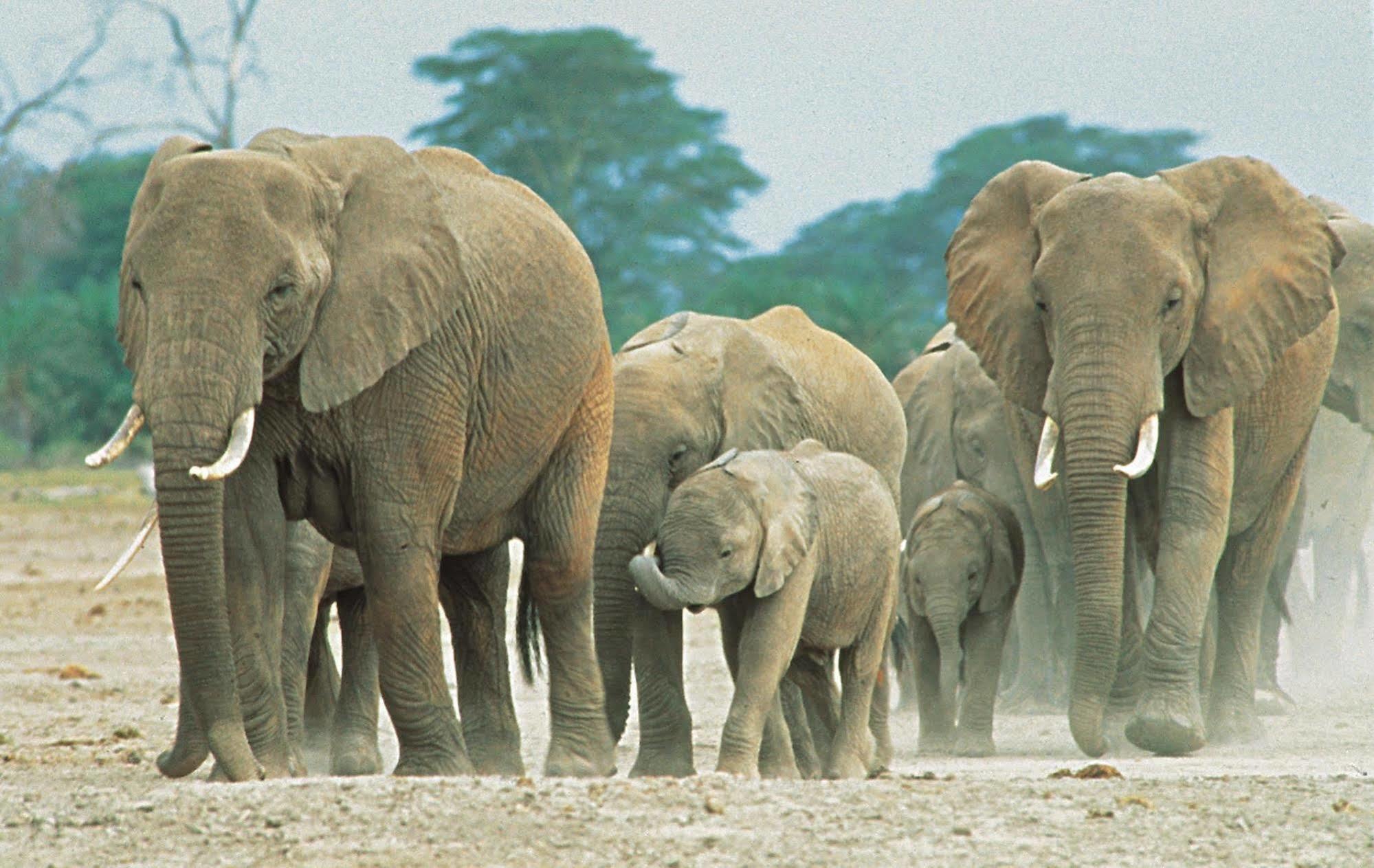 Sarova Shaba Game Lodge Archers Post Екстер'єр фото
